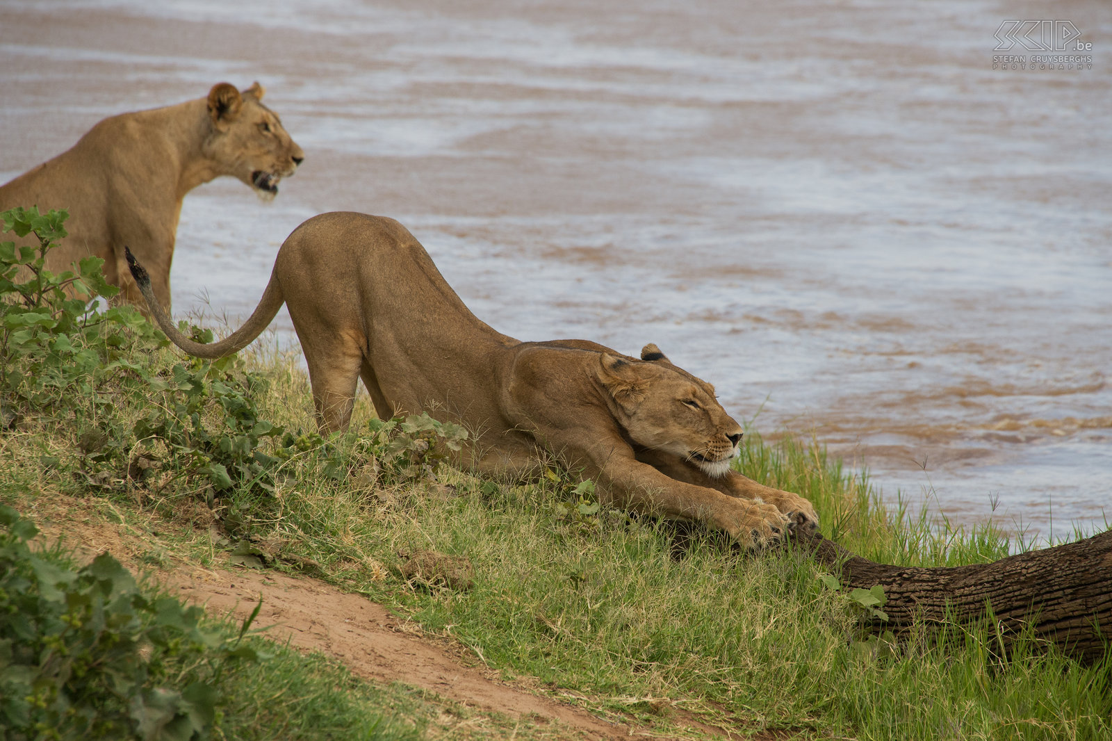 Samburu - Leeuwen  Stefan Cruysberghs